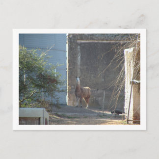 Cartão Postal lama