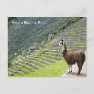 Cartão Postal lama de peru