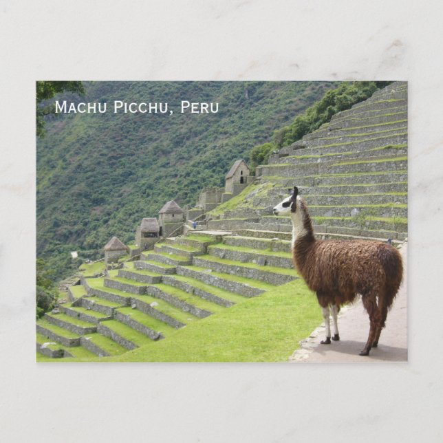 Cartão Postal lama de peru (Frente)