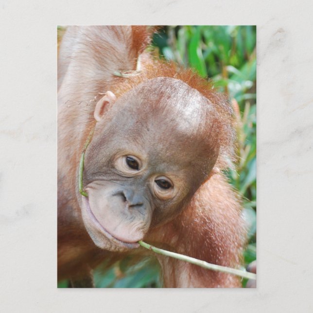 Cartão Postal Lama Dental Selvagem Orangutan na ilha de Borneo (Frente)