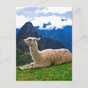 Cartão Postal Lama em Machu Picchu