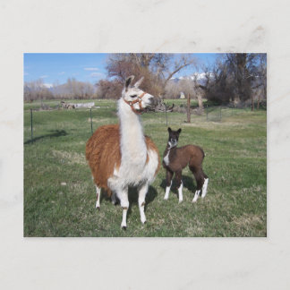 Cartão Postal Lama Mama e Lhama Bebê