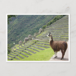 Cartão Postal lama peru