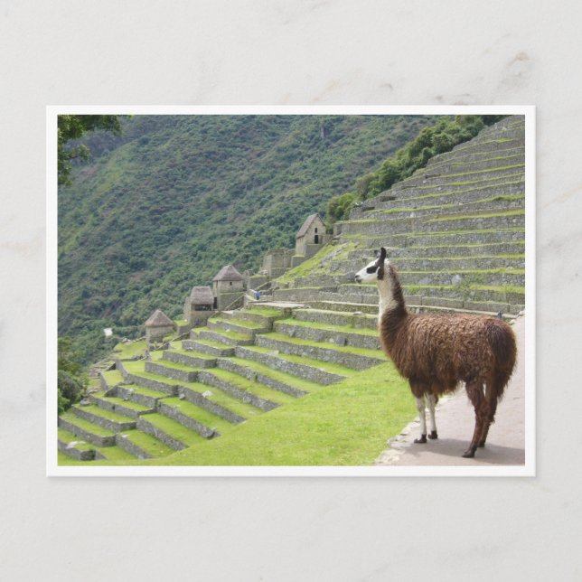 Cartão Postal lama peru (Frente)
