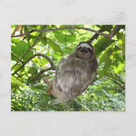 Cartão Postal Lama relaxada na natureza