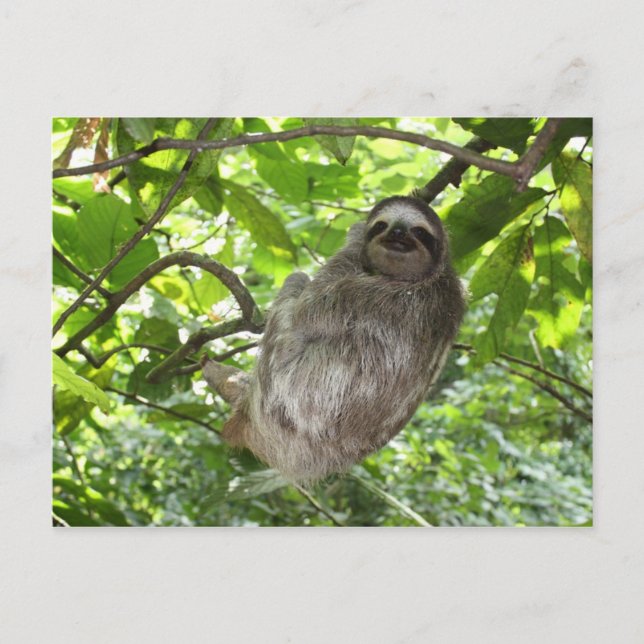 Cartão Postal Lama relaxada na natureza (Frente)