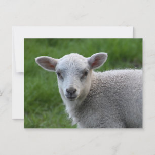 Cartão Postal Lamb