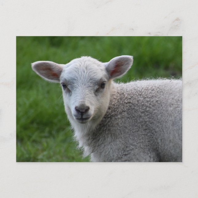 Cartão Postal Lamb (Frente)