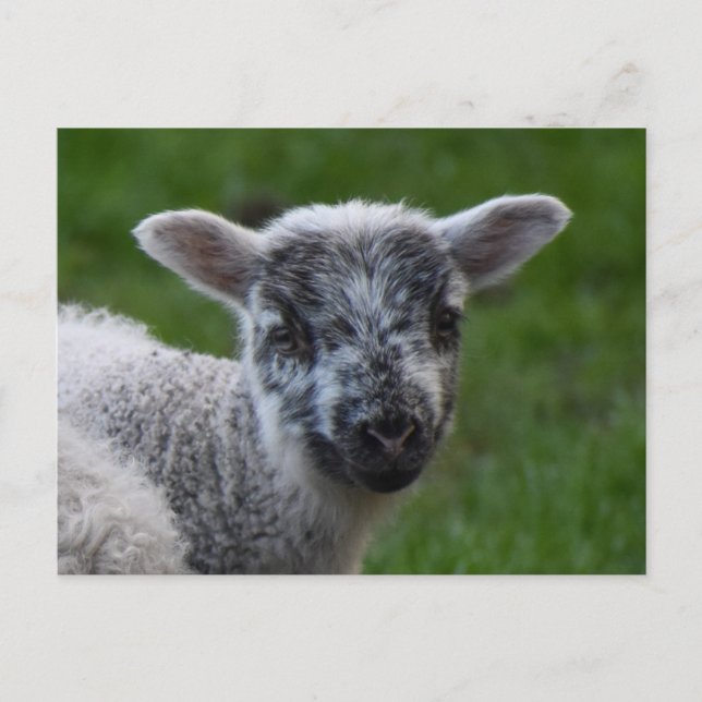 Cartão Postal Lamb (Frente)