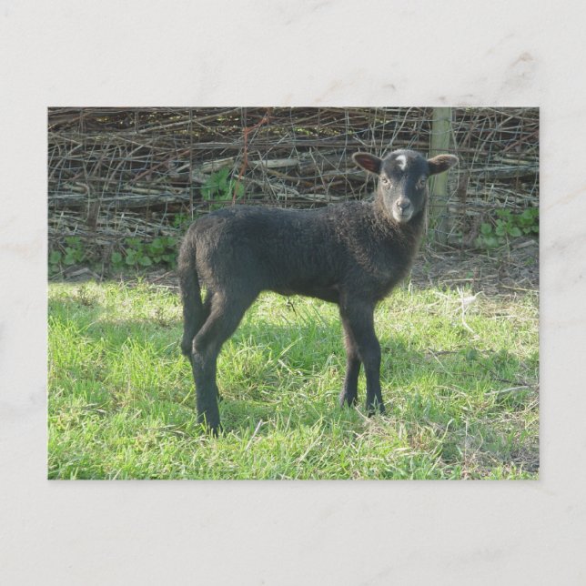 Cartão Postal Lamb 2012 - Ladymermaid (Frente)