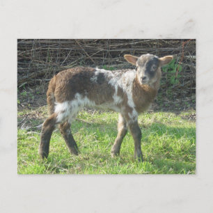 Cartão Postal Lamb 2012: SusannaDuffy