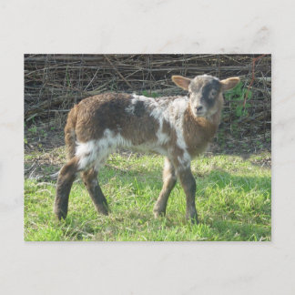 Cartão Postal Lamb 2012: SusannaDuffy