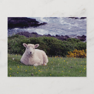 Cartão Postal Lamb De Devon Do Sul Deitado Na Linha Costeira Rem