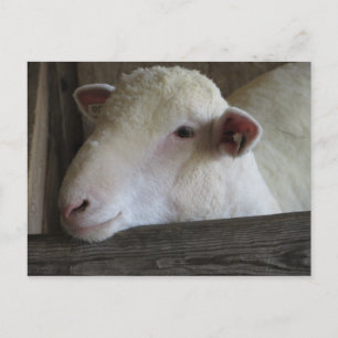 Cartão Postal Lamb em repouso