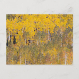 Cartão Postal Lambert Hollow, aspen árvores