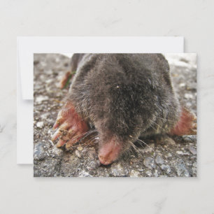 Cartão Postal Lâmpada larga do norte