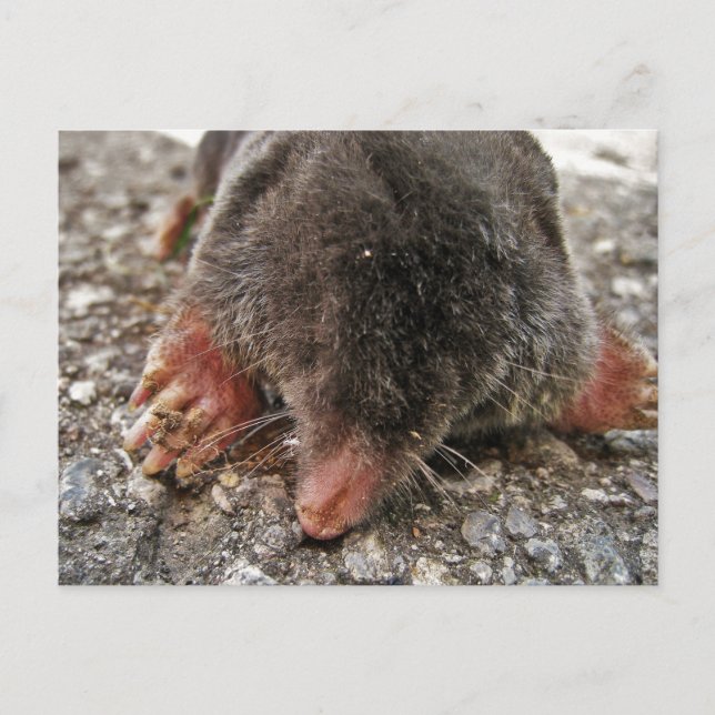 Cartão Postal Lâmpada larga do norte (Frente)