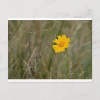 Cartão Postal Lanceleaf Coreopsis