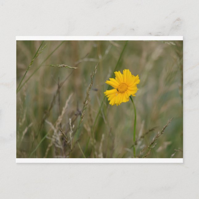 Cartão Postal Lanceleaf Coreopsis (Frente)