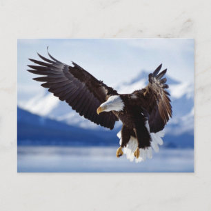 Cartão Postal Landing Bald Eagle