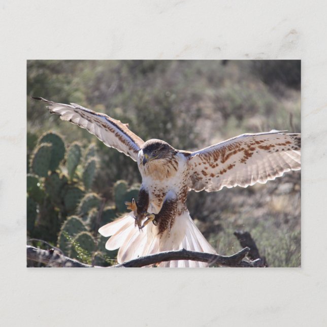 Cartão Postal Landing Ferruginous Hawk (Frente)