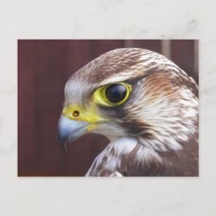 Cartão Postal Lanner Falcon
