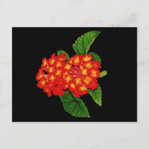 Cartão Postal Lantana