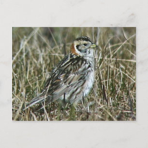 Cartão Postal Lapland Longspur