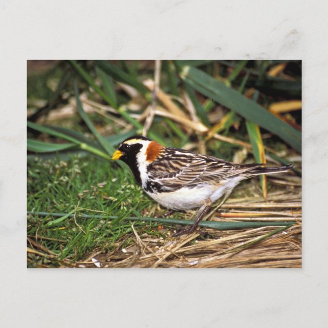Cartão Postal Lapland Longspur (Frente)