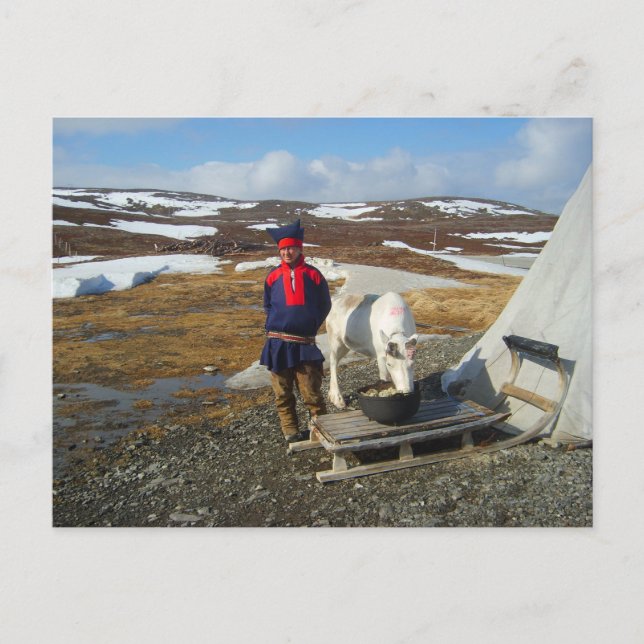 Cartão Postal Lapland, pagamento de Sámi com barraca e vaca (Frente)