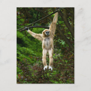 Cartão Postal Lar Gibbon Saindo Da Poster De Árvore