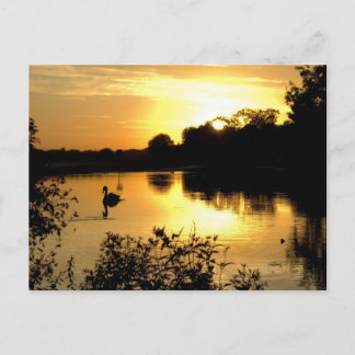 Cartão Postal Laranja-amarelo no lago Swan