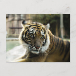 Cartão Postal Laranja com listras pretas Foto do tigre Bengala