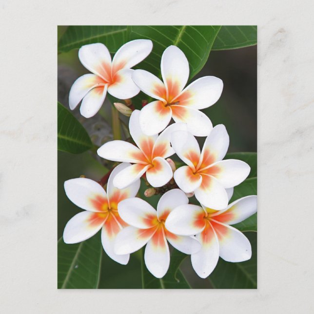 Cartão Postal laranja e frangipani branco (Frente)