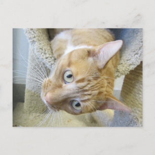 Cartão Postal Laranja e Gato Branco