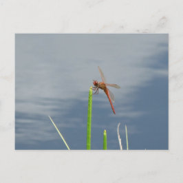 Cartão Postal laranja Libelle Postkarte