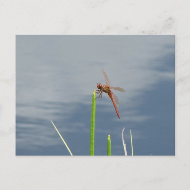 Cartão Postal laranja Libelle Postkarte (Frente)