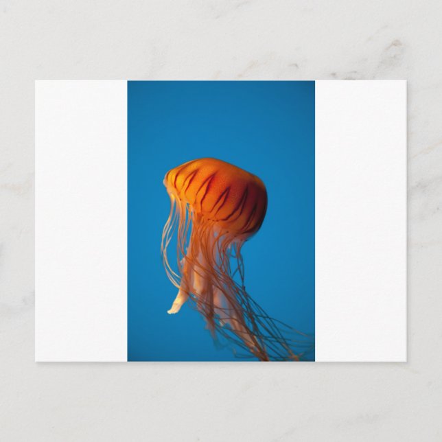 Cartão Postal Laranja-medusa (Frente)