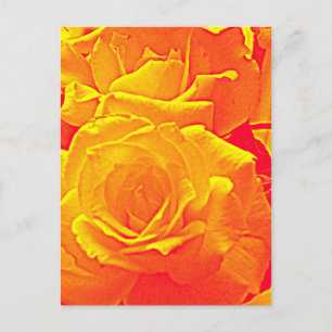 Cartão Postal laranja rosa fluorescente
