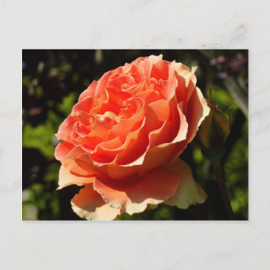 Cartão Postal Laranja Rosa II Belo Floral