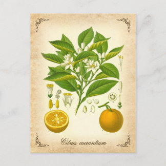 Cartão Postal Laranja Sevilha - ilustração de safra