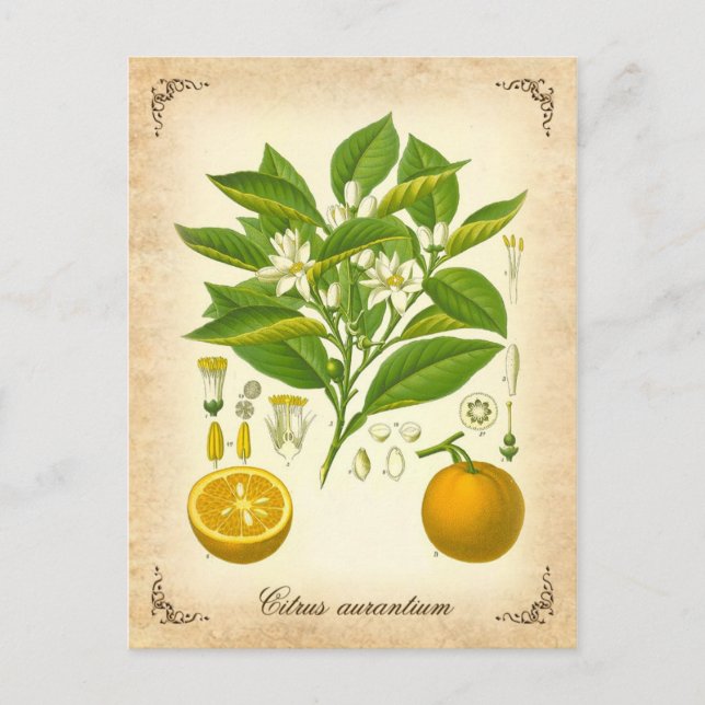 Cartão Postal Laranja Sevilha - ilustração de safra (Frente)