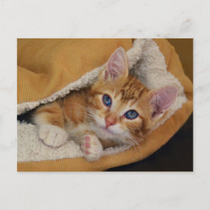 Cartão Postal Laranja Tabby Kitten na cama
