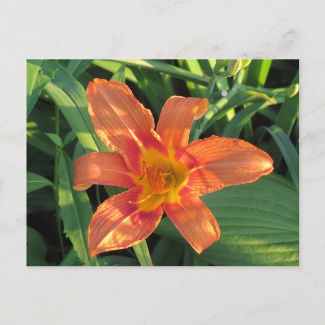 Cartão Postal Laranja Tigre Lily Flower (Frente)