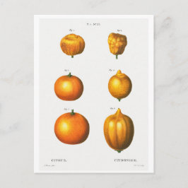 CARTÃO POSTAL "LARANJAS" DE ILUSTRAÇÃO BOTÂNICA DE
