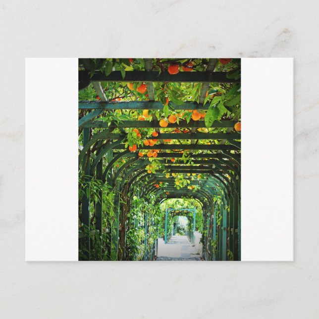Cartão Postal Laranjas Laranjas e Limões Amarelos em Treliça Ver (Frente)