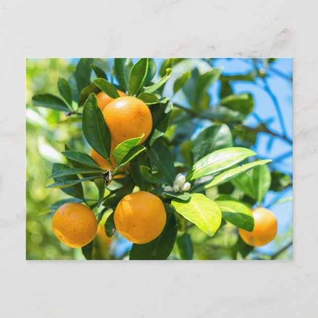 Cartão Postal Laranjeira Frutífera (Frente)