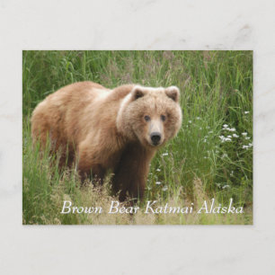 Cartão Postal Large Brown Bear Katmai Alaska