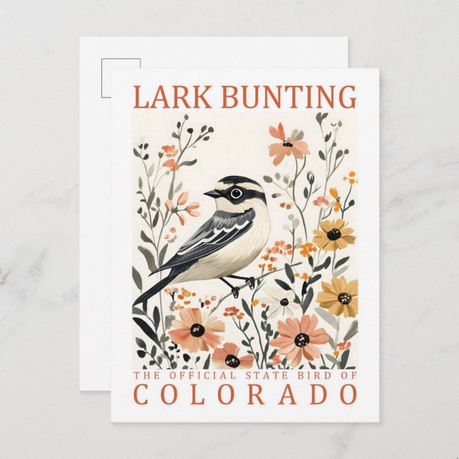 Cartão Postal Lark Bunting Bird, Viagem do Colorado USA (Frente/Verso)