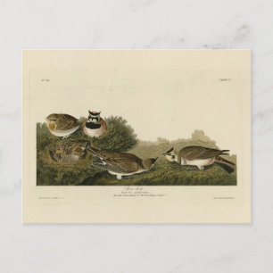 Cartão Postal Lark de Shore (Lark Cornuda) Aves de Audubon da Am